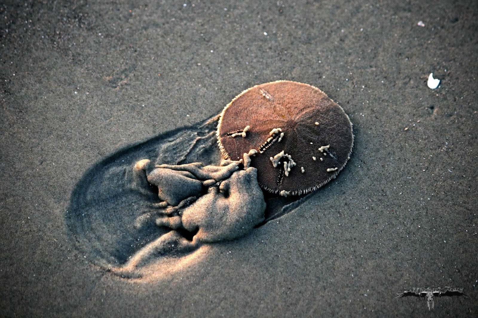 Descubra 8 fatos sobre o dólar de areia; oque é, características e espécies