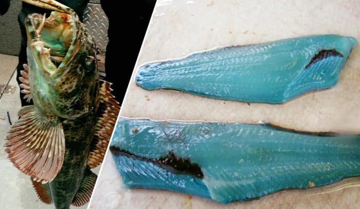 Lingcod: conheça o peixe com 500 dentes e carne totalmente azul
