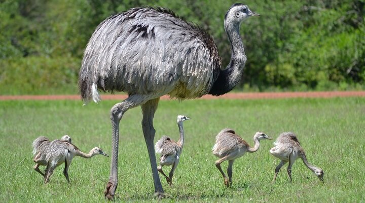 Maior ave do mundo: 10 espécies de aves gigantes do planeta