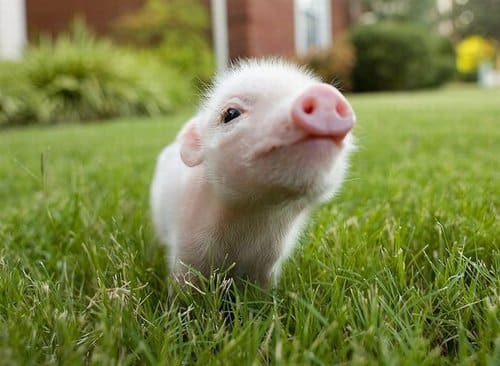 Mini porcos, o que são? Origem, características e cuidados básicos