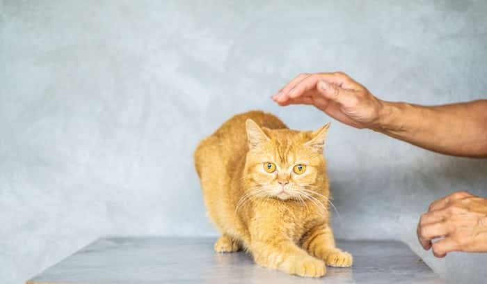 Quantos anos vive um gato? 5 dicas para fazer seu felino viver mais