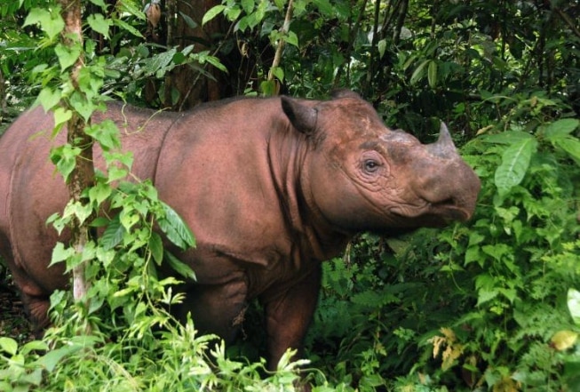 Rinocerontes extintos: quais desapareceram e quantos restam no mundo?