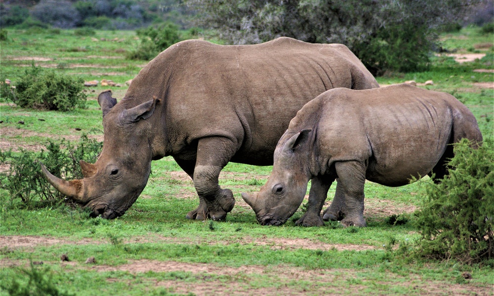 Rinocerontes extintos: quais desapareceram e quantos restam no mundo?