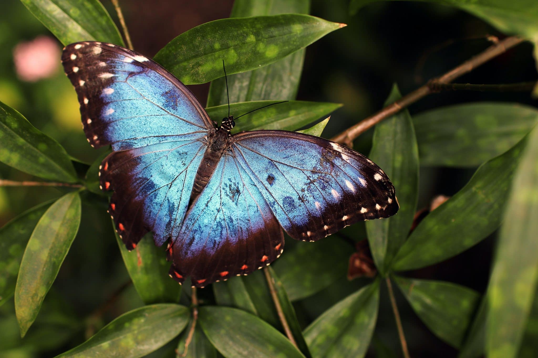 Significado de borboletas: origem e curiosidades sobre o símbolo
