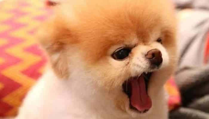 20 cachorrinhos mais fofos do mundo