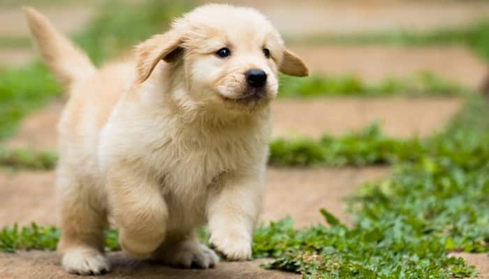20 cachorrinhos mais fofos do mundo
