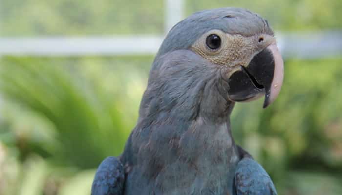 Animais extintos: veja a lista com exemplos e imagens - Brasil Escola