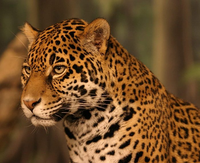 35 animais extintos e em risco de extinção no Brasil