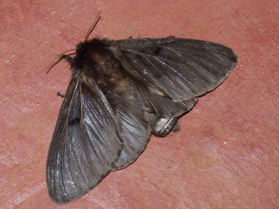 Coceira em Pernambuco; mariposas provocaram o surto misterioso