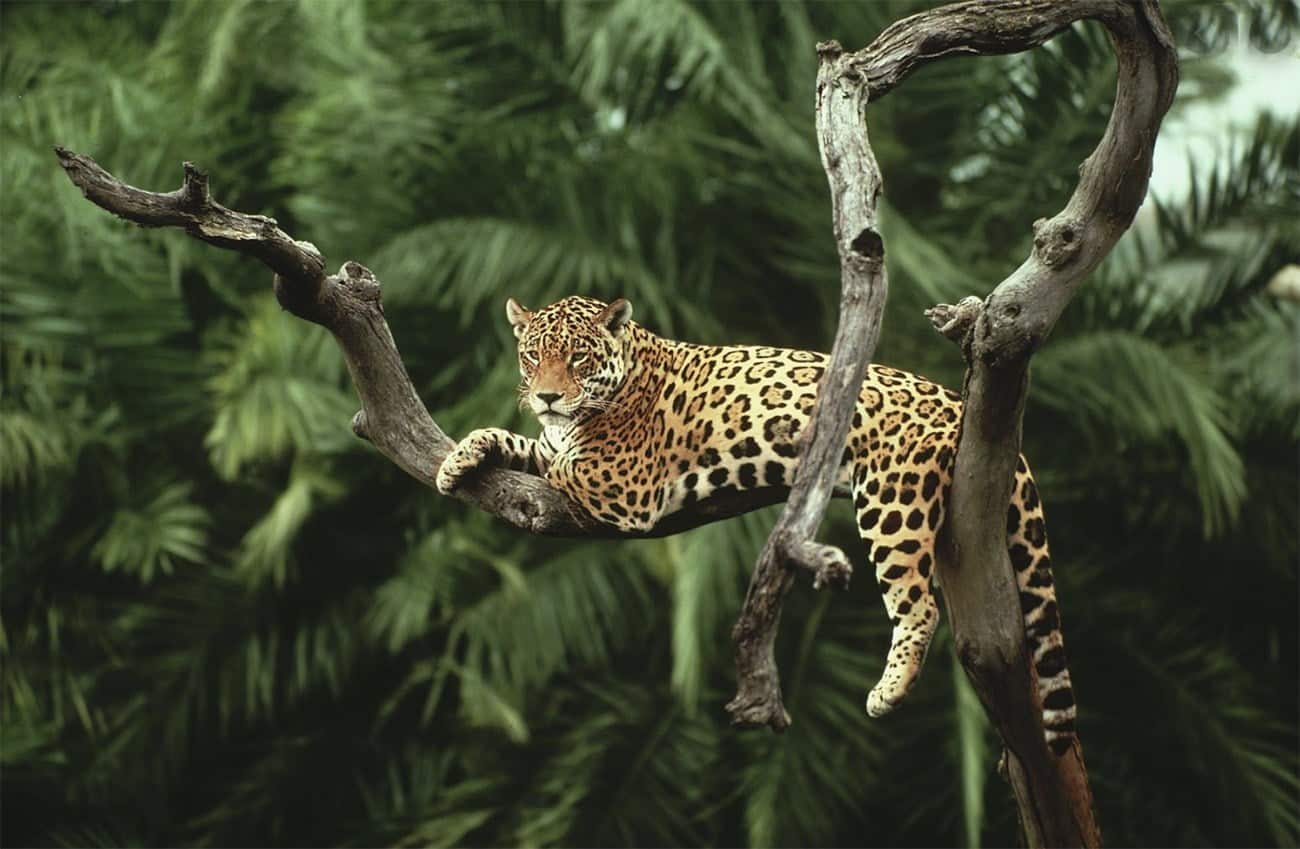 Conheça 20 animais da Amazônia e suas curiosidades