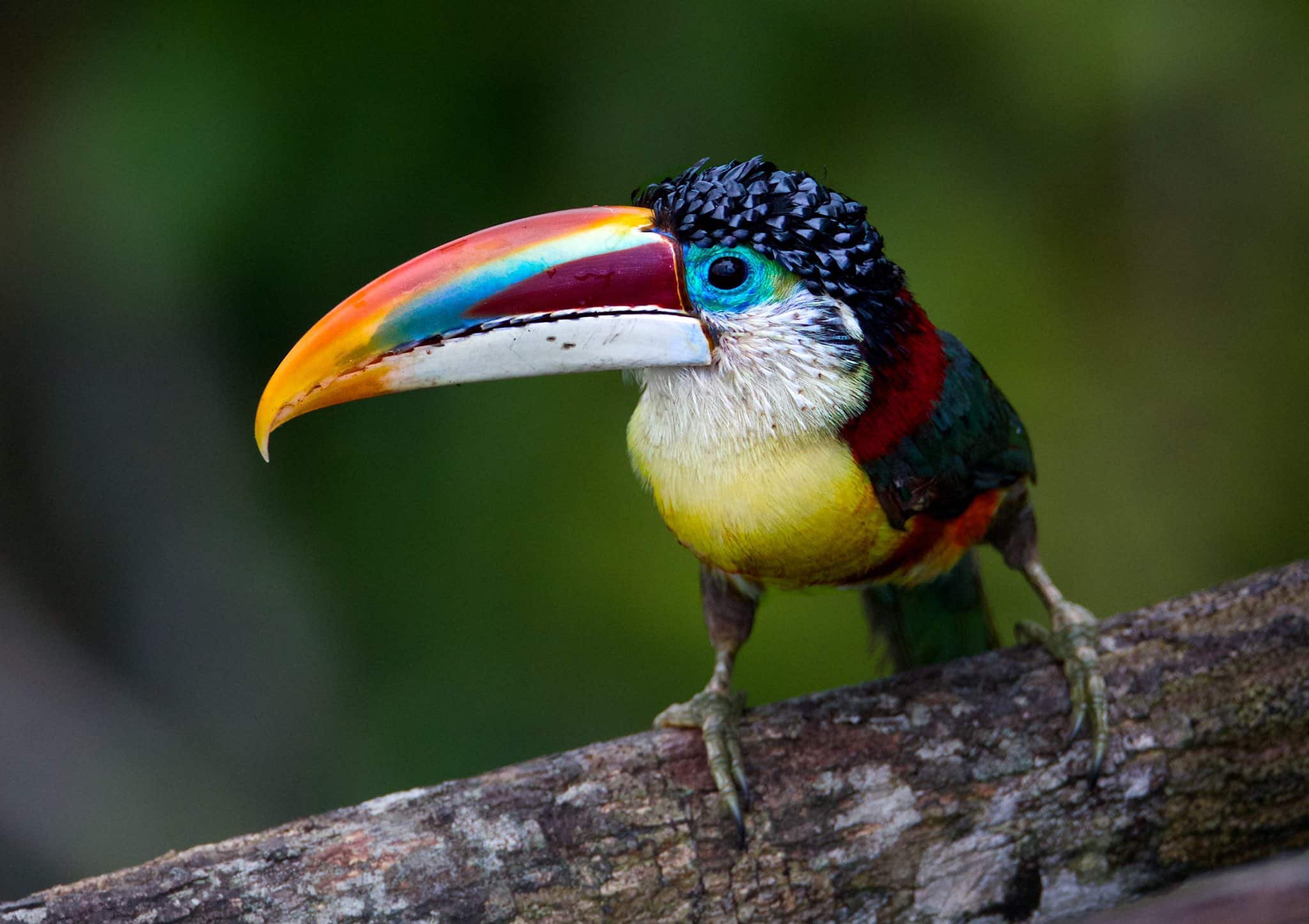 Conheça 20 animais da Amazônia e suas curiosidades