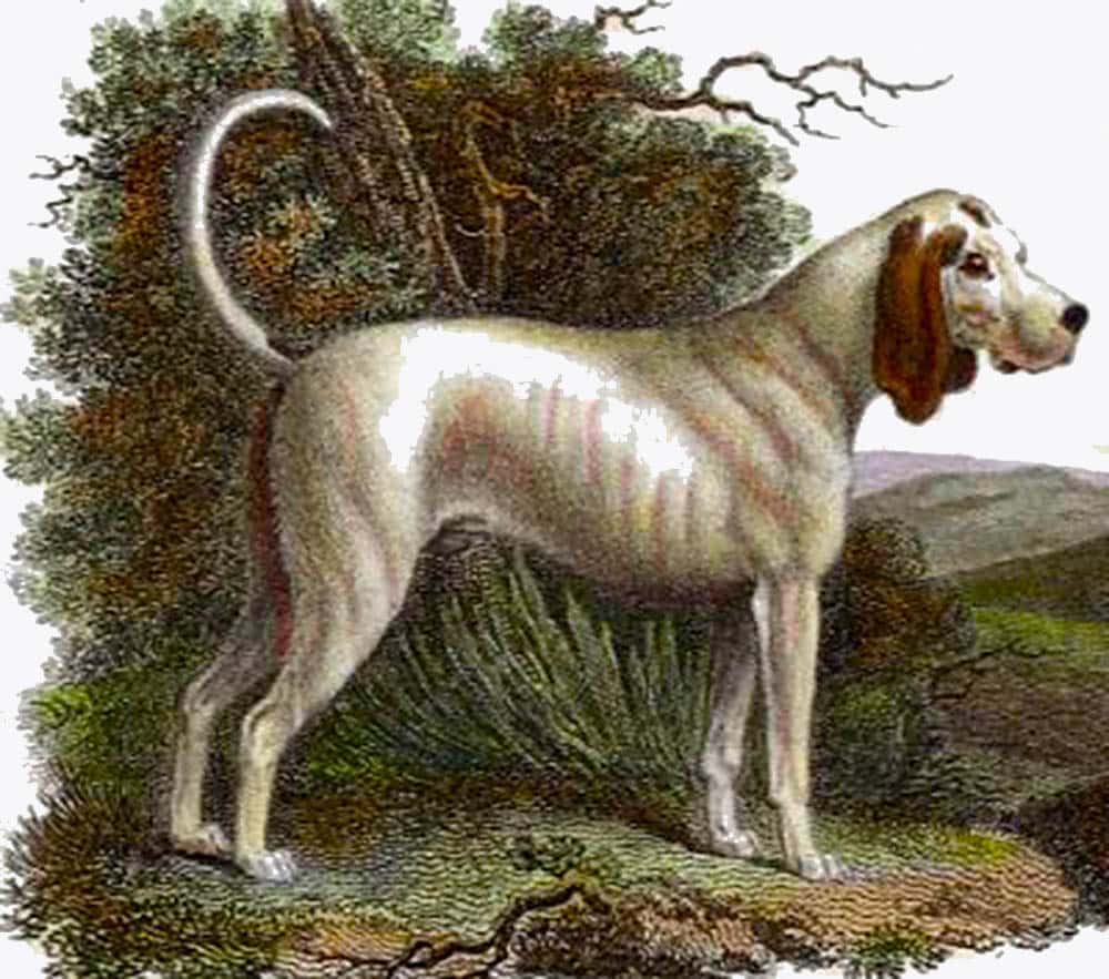Conheça algumas das raças de cães que desapareceram