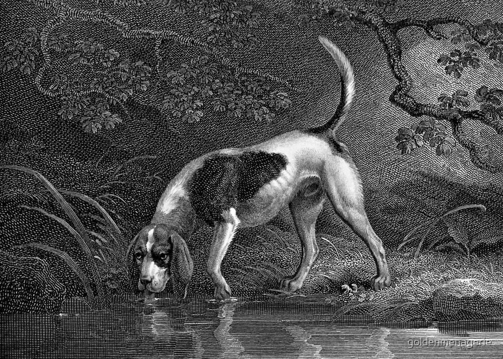 Conheça algumas das raças de cães que desapareceram