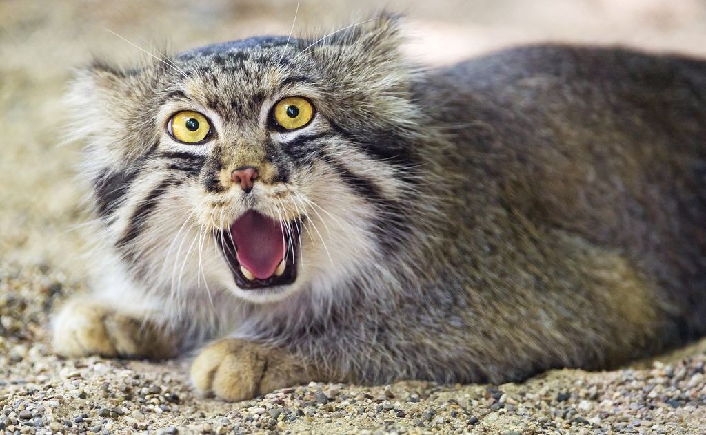 Gato de Pallas: 20 curiosidades sobre o felino mais expressivo do mundo