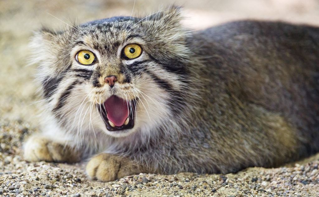 Impressionantes animais nativos da Ásia - China Vistos