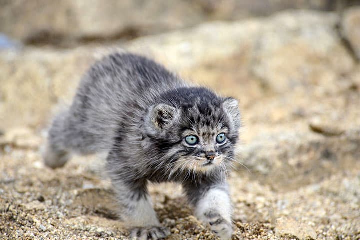 Gato de Pallas: 20 curiosidades sobre o felino mais expressivo do mundo