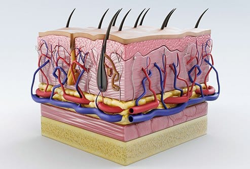 Maior órgão do corpo humano: tudo sobre a pele e suas funções