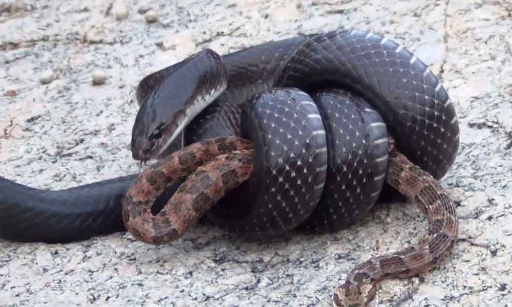 Serpentes Angolanas - Diversidade, importância e perigosidade - EcoAngola