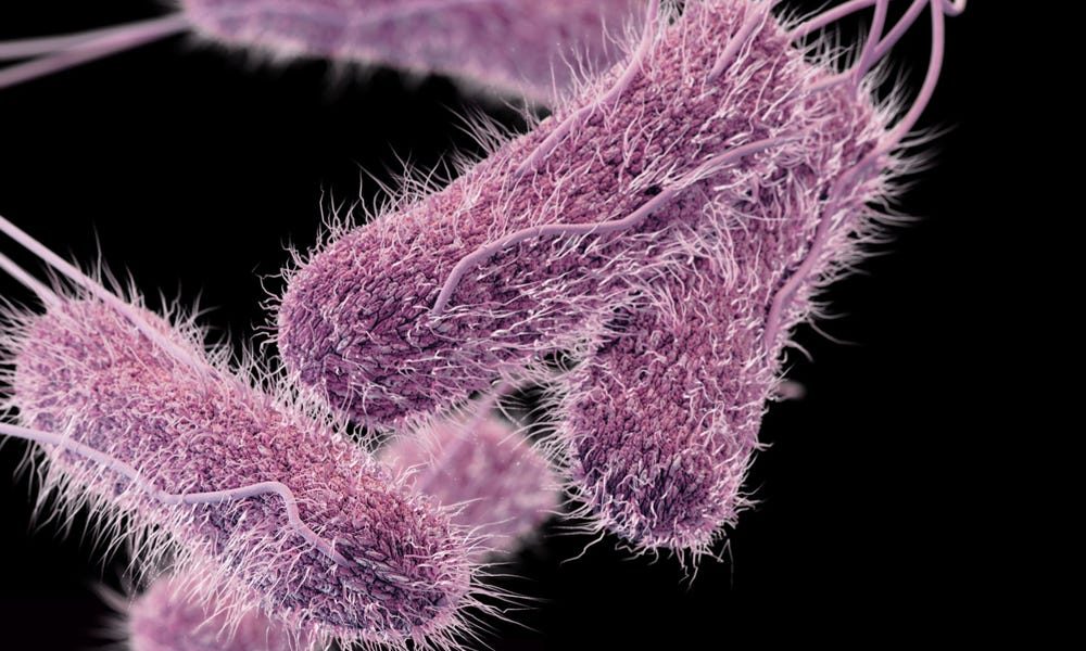 O que são superbactérias, quais tipos existem e como se proteger?