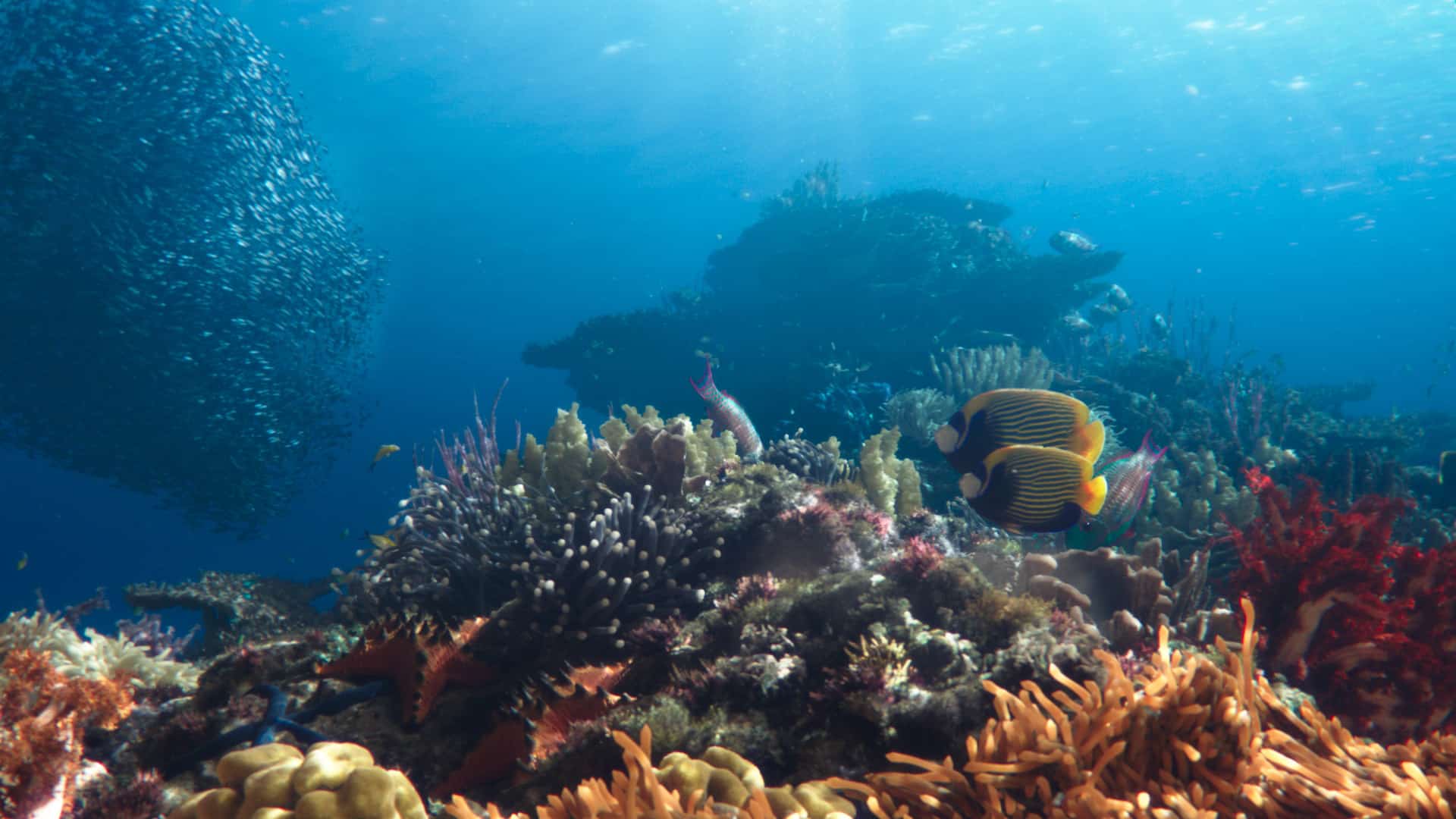 Peixes "cantam" em recifes na Indonésia e cientistas registram momento