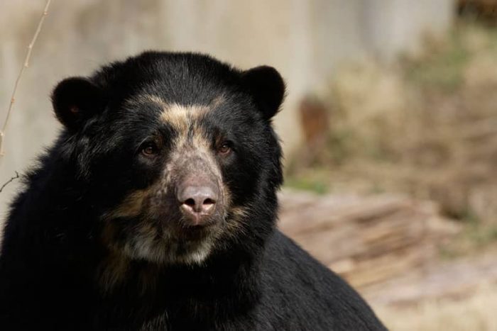 Qual o menor urso do mundo e onde vive a espécie?