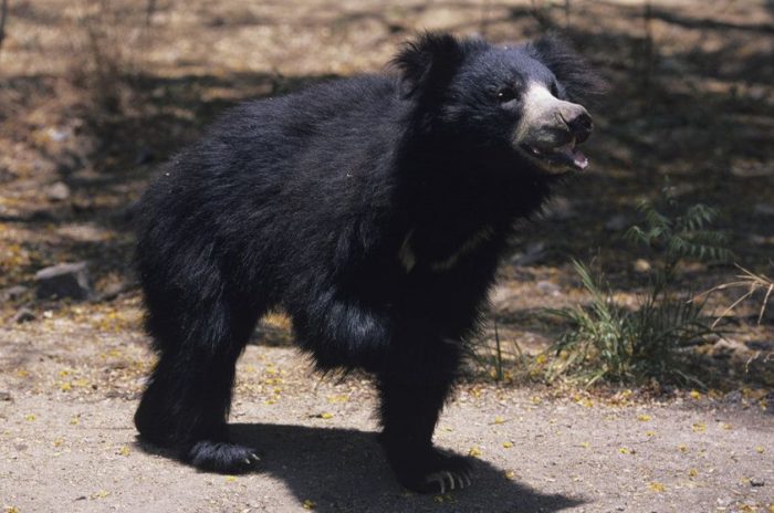 Qual o menor urso do mundo e onde vive a espécie?