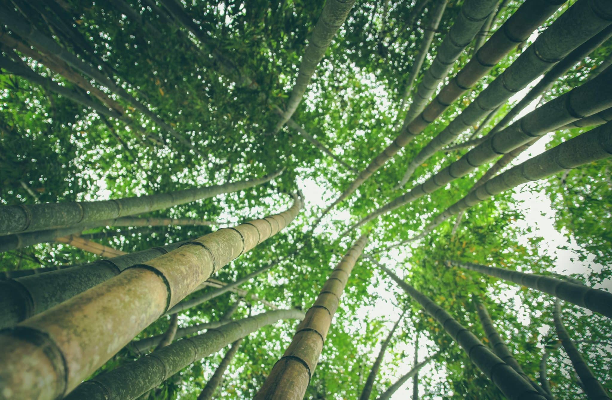Recuperação de florestas auxiliam no combate ao aquecimento global