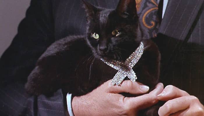 Conheça os gatos mais famosos do cinema e da televisão