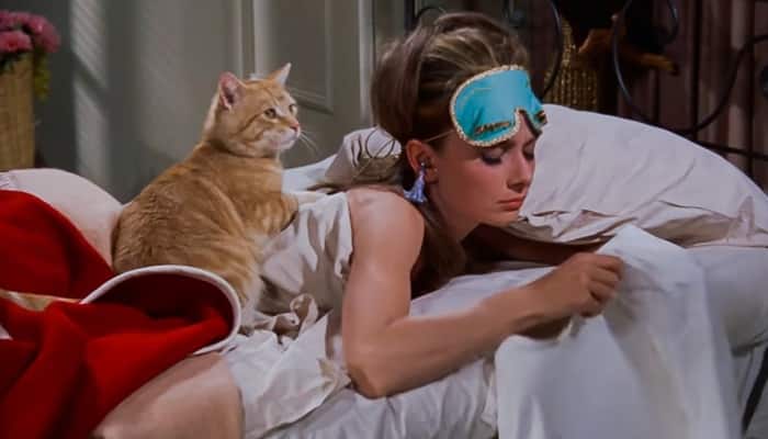 20 nomes inesquecíveis de gatos de filmes e da TV