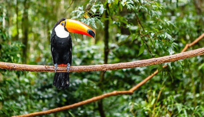 30 curiosidades fascinantes sobre a Amazônia