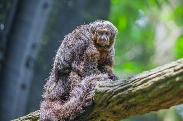 30 curiosidades fascinantes sobre a Amazônia