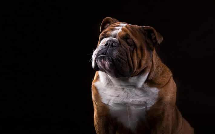 30 raças de cachorro marrom mais populares do mundo