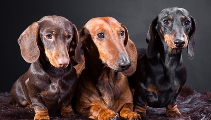 30 raças de cachorro marrom mais populares do mundo