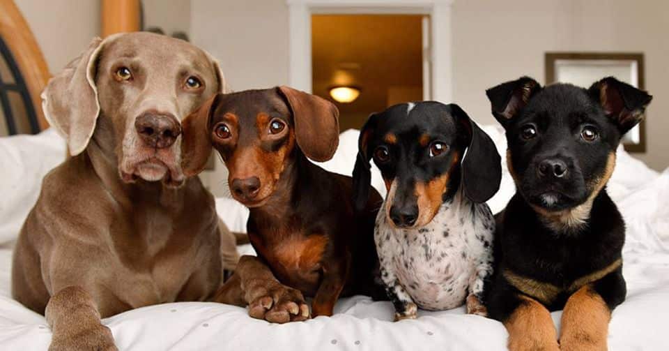 fotos de cachorro fila brasileiro preto