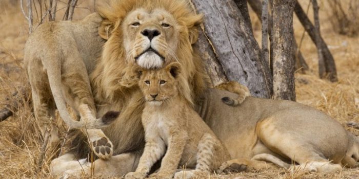 40 curiosidades incríveis sobre os leões