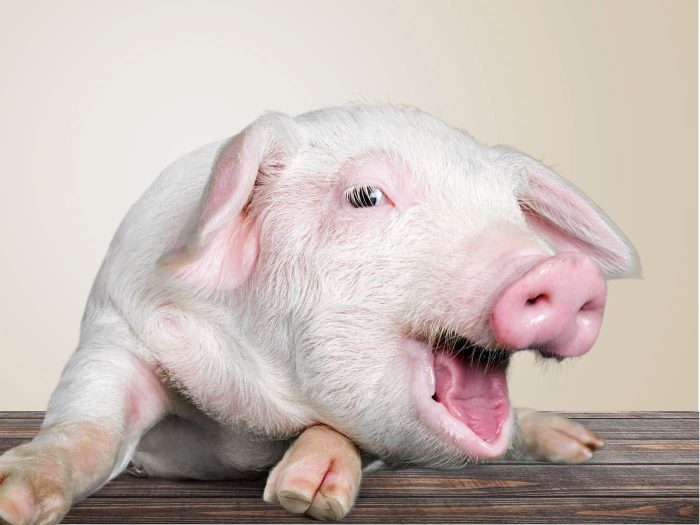 70 curiosidades sobre porcos que vão te surpreender