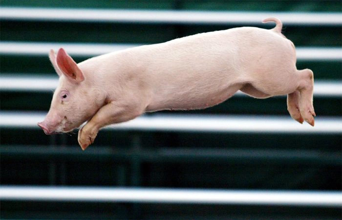 70 curiosidades sobre porcos que você precisa saber