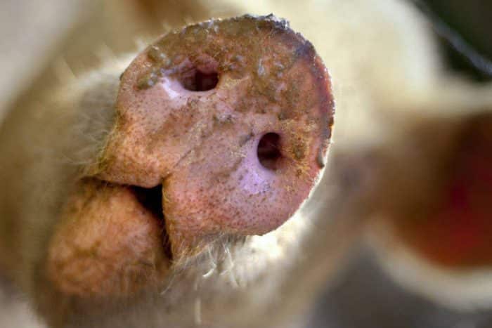 70 curiosidades sobre porcos que você precisa saber