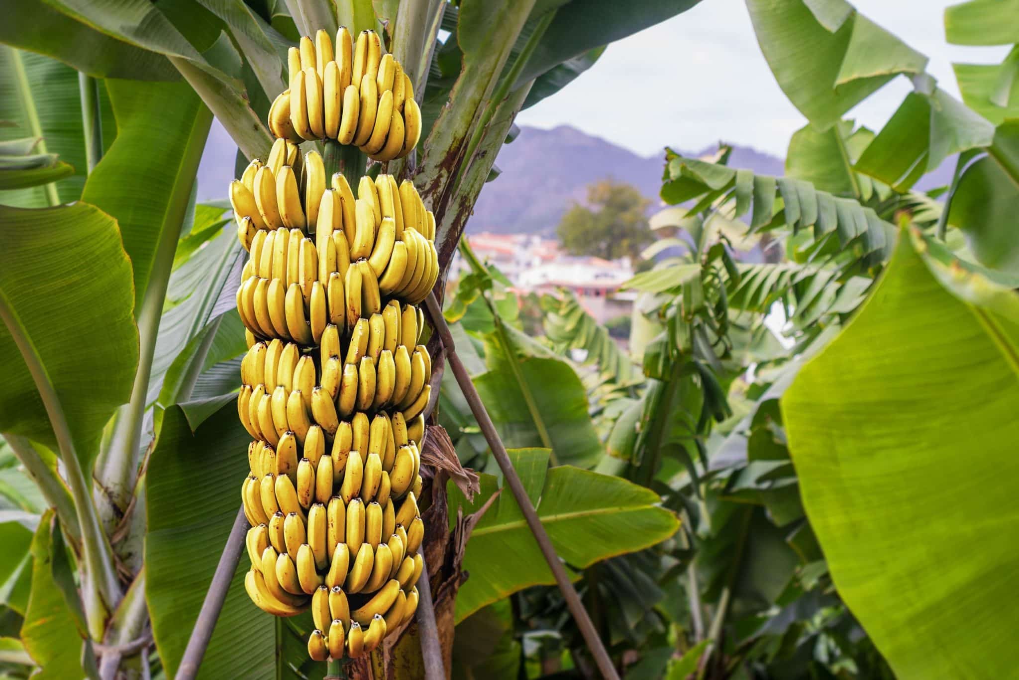8 benefícios de comer banana todo dia 8 benefícios de comer banana todo dia