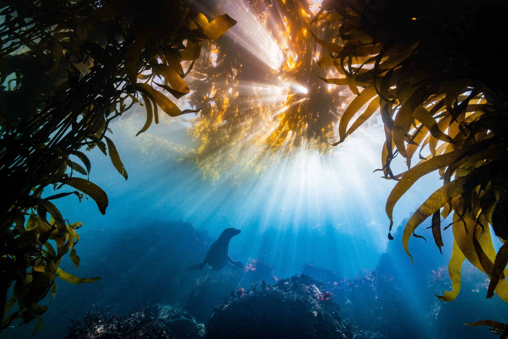 Concurso de fotografias submarinas revela fotos vencedoras de 2021