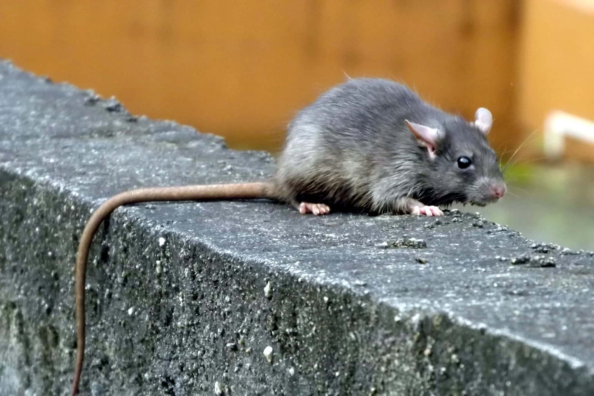 Estudos na China apontam que variante ômicron surgiu dos ratos