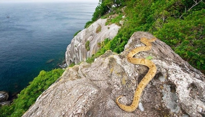 Ilha da Queimada Grande: 20 fatos sobre o maior lar de cobras do mundo