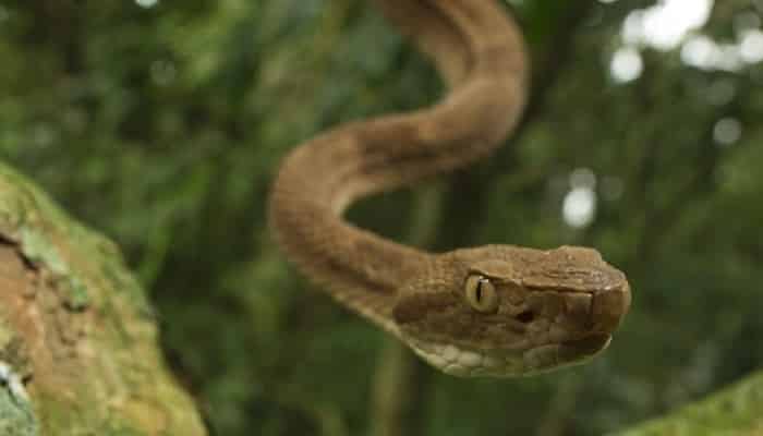 Ilha da Queimada Grande: 20 fatos sobre o maior lar de cobras do mundo