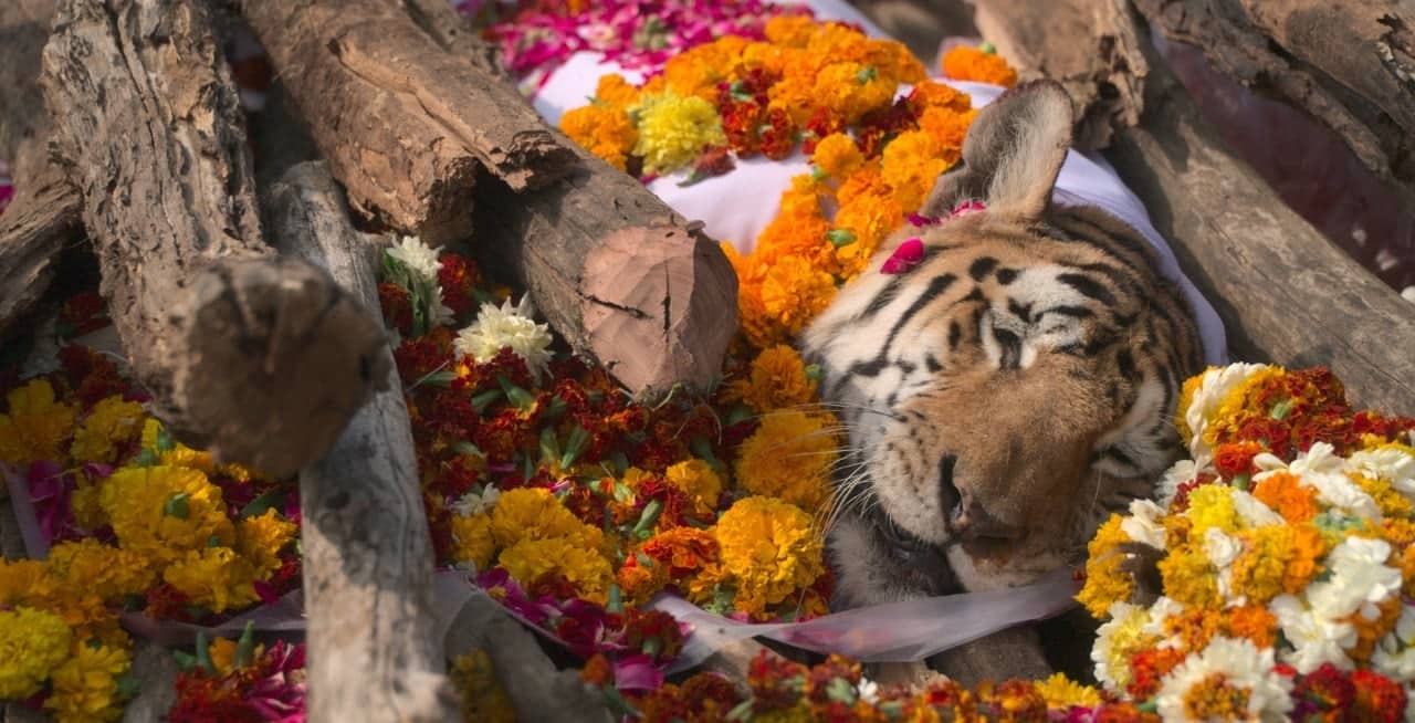 Indianos realizam funeral para tigresa que teve 29 filhotes durante sua vida