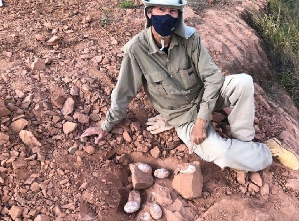 Paleontólogo localiza cinco ovos de dinossauro em São Paulo