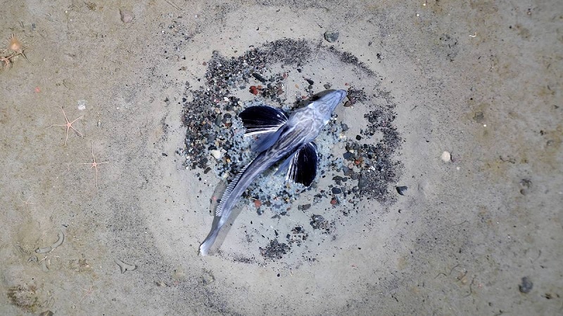Pesquisadores encontraram 60 milhões de ninhos de peixes do gelo