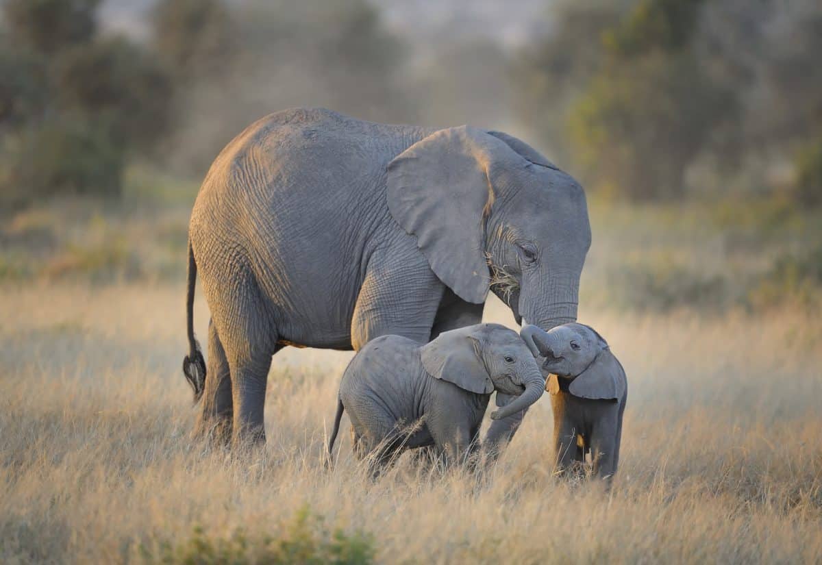 Raros bebês elefantes gêmeos nascem em reserva na África