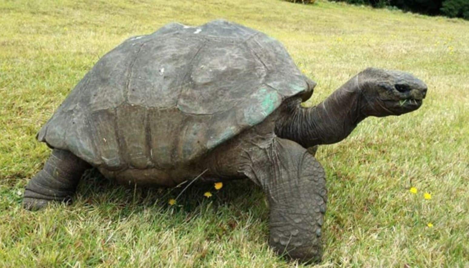 Tartaruga mais velha da história completa 190 anos