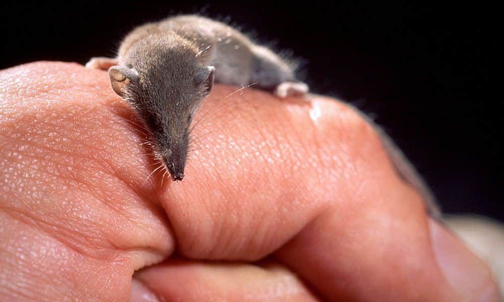 12 menores e mais raros animais do planeta