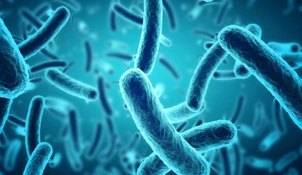 13 doenças causadas por bactérias: sintomas, tratamento e prevenção